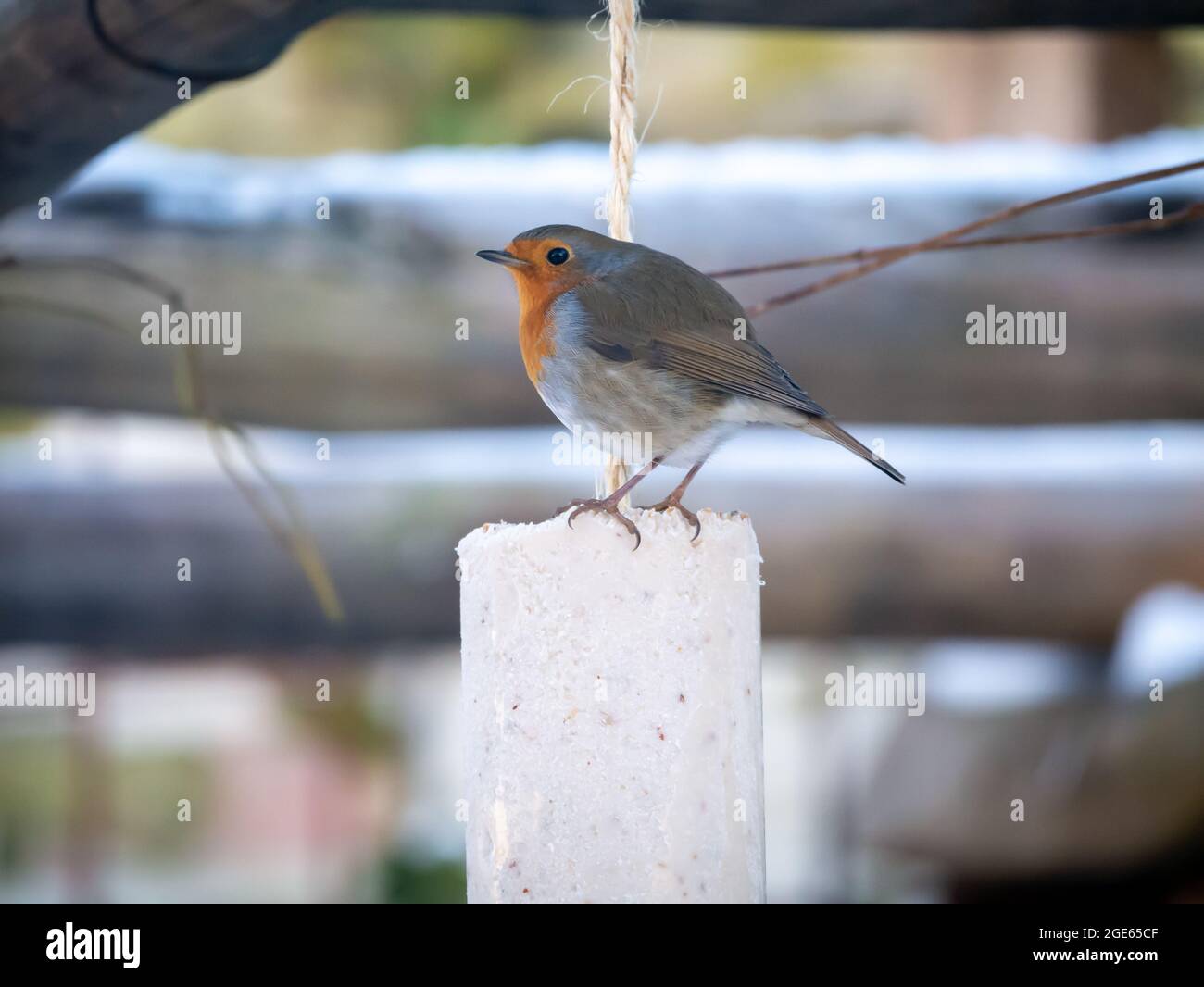 Robin, Erithacus rubecula, Fütterung von Fettfutter im Garten im Winter, Niederlande Stockfoto