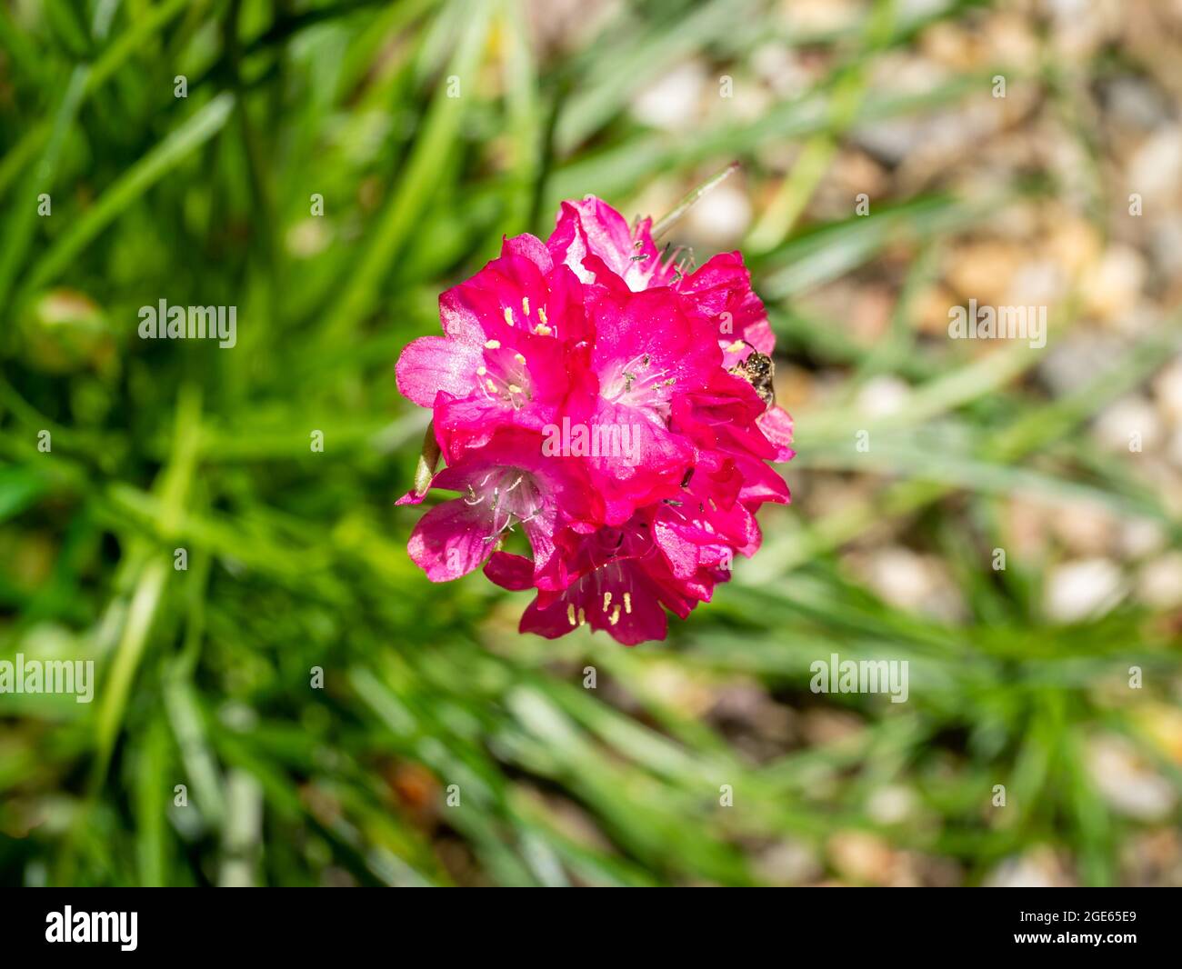 Meerrosa oder Seethrift, Armeria maritima, Nahaufnahme von oben von einem einzelnen tiefrosa Blütenkopf im Frühjahr, Niederlande Stockfoto