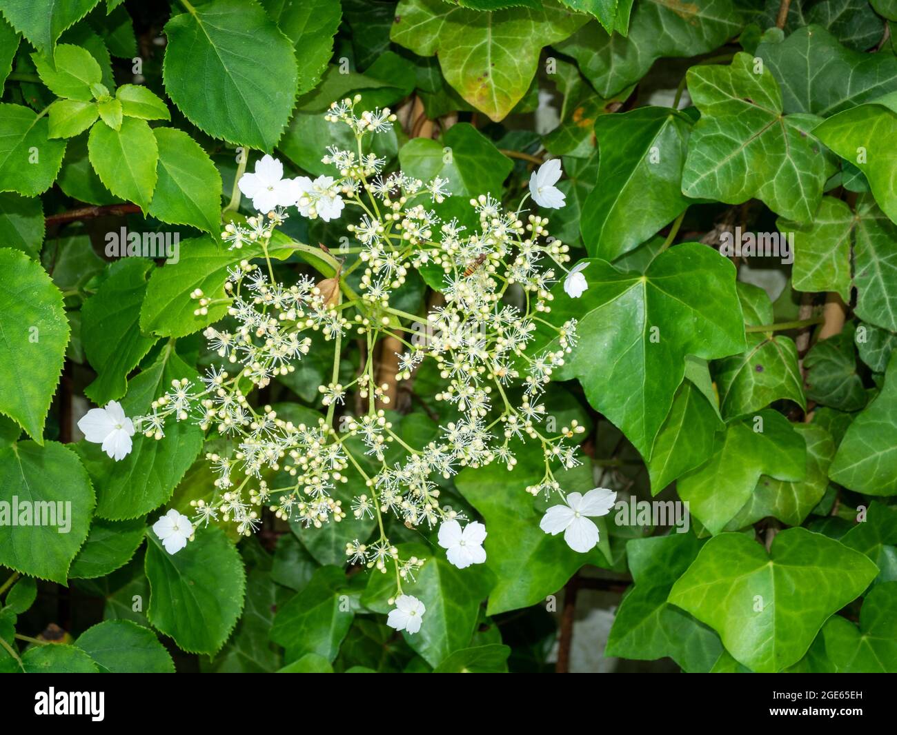 Kletterhortensie, Hydrangea anomala petiolaris, Nahaufnahme von weißen Blüten im grünen Laub, Frühling, Niederlande Stockfoto