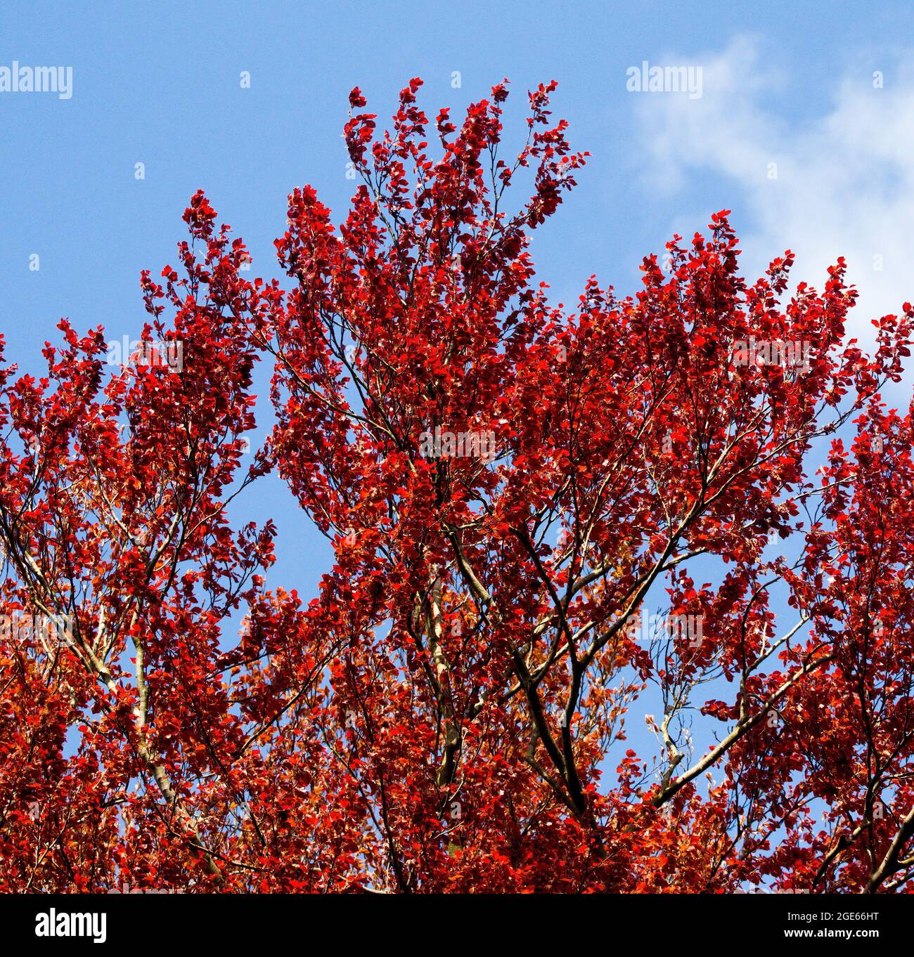 Kupferbuche, Fagus sylvatica 'Atropurpurea' Stockfoto