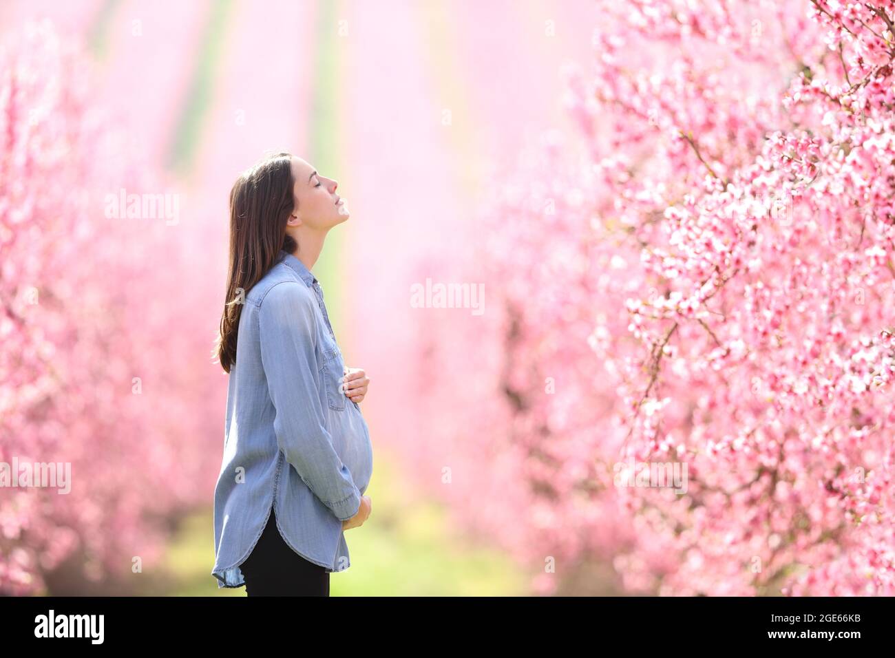 Profil einer entspannten Schwangeren, die in einem rosa blühenden Feld frische Luft atmet Stockfoto