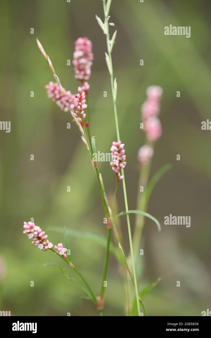 Mariendaumen / Rotschenkelpflanze, die am Ufer wächst / Persicaria maculosa Stockfoto