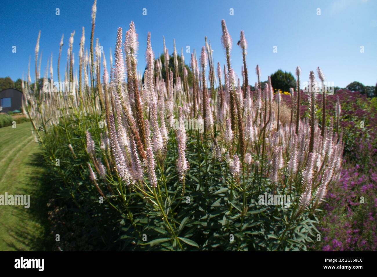 Veronica Spicata Pflanze Stockfoto