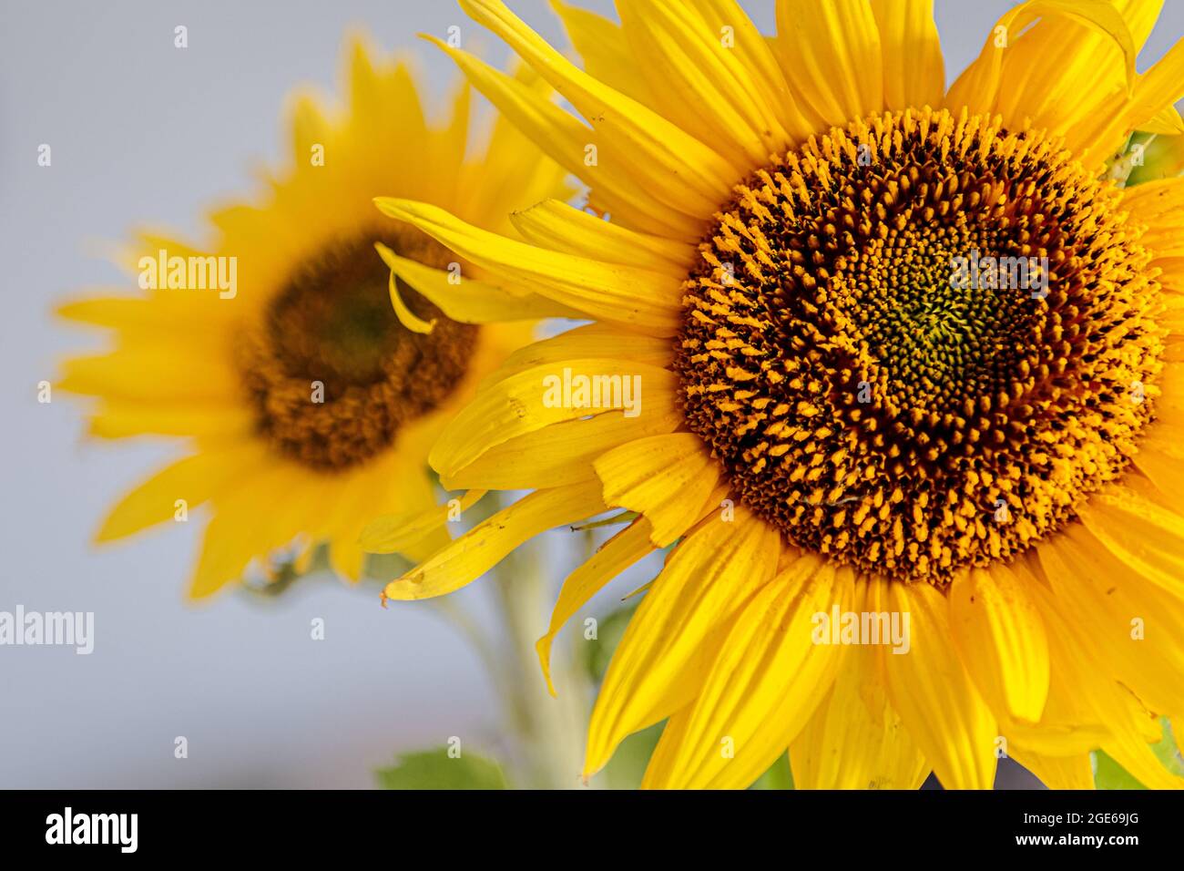 Frisch geschnittene Sonnenblumen in einer Vase, die in einem Studio fotografiert wurde. Stockfoto