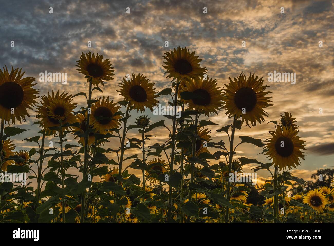Sonnenuntergang hinter den Sonnenblumen über den Feldern in Harpenden, England Stockfoto