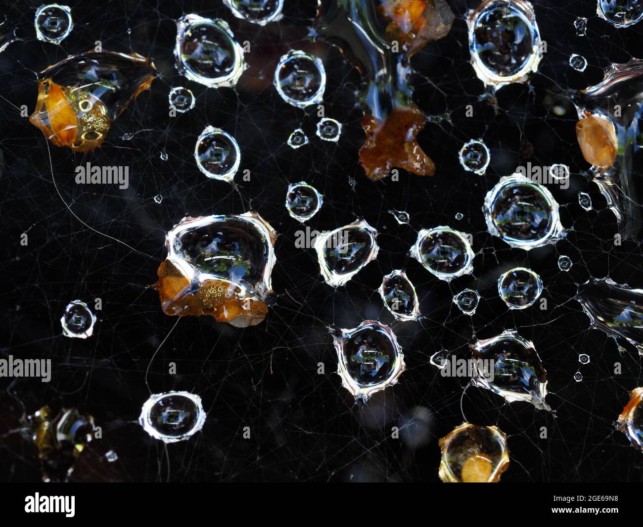 Eine Makroaufnahme von Wassertröpfchen, die im Spinnennetz gefangen sind Stockfoto