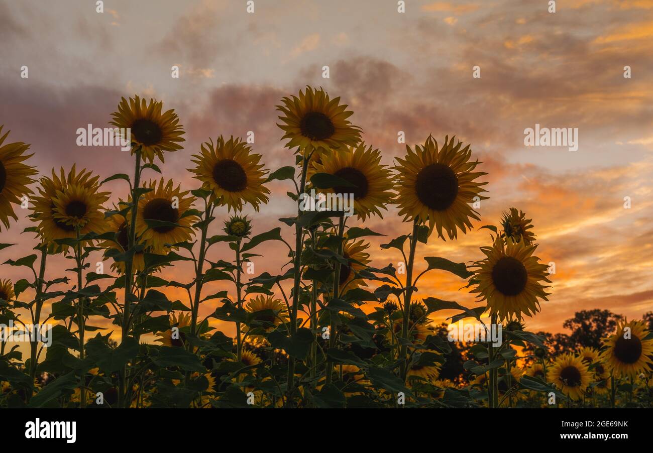 Sonnenuntergang hinter den Sonnenblumen über den Feldern in Harpenden, England Stockfoto
