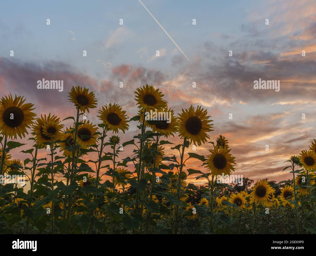 Sonnenuntergang hinter den Sonnenblumen über den Feldern in Harpenden, England Stockfoto