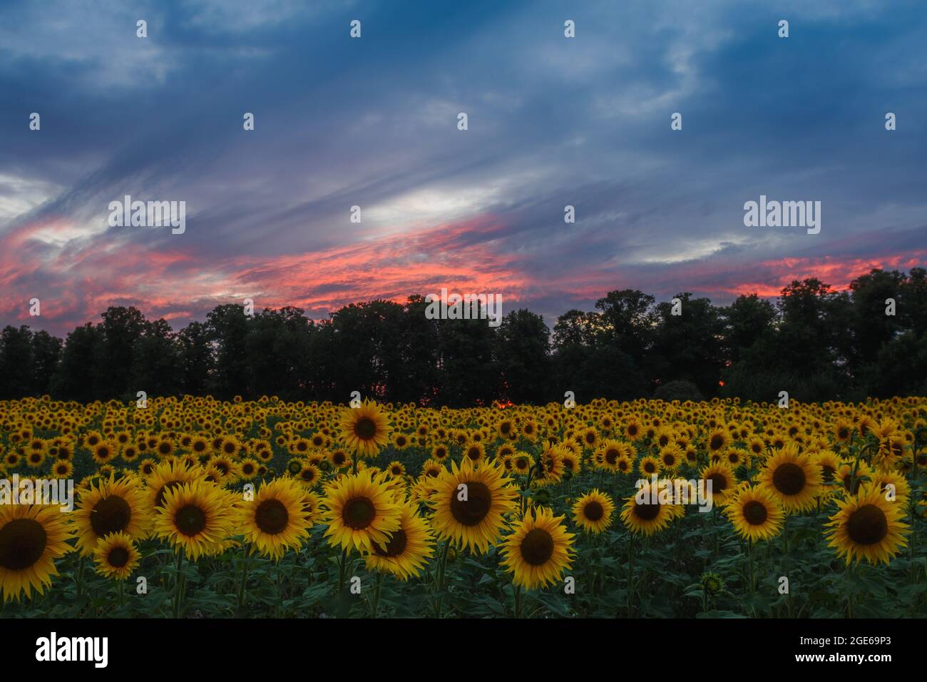 Sonnenuntergang hinter den Sonnenblumen über den Feldern in Harpenden, England Stockfoto
