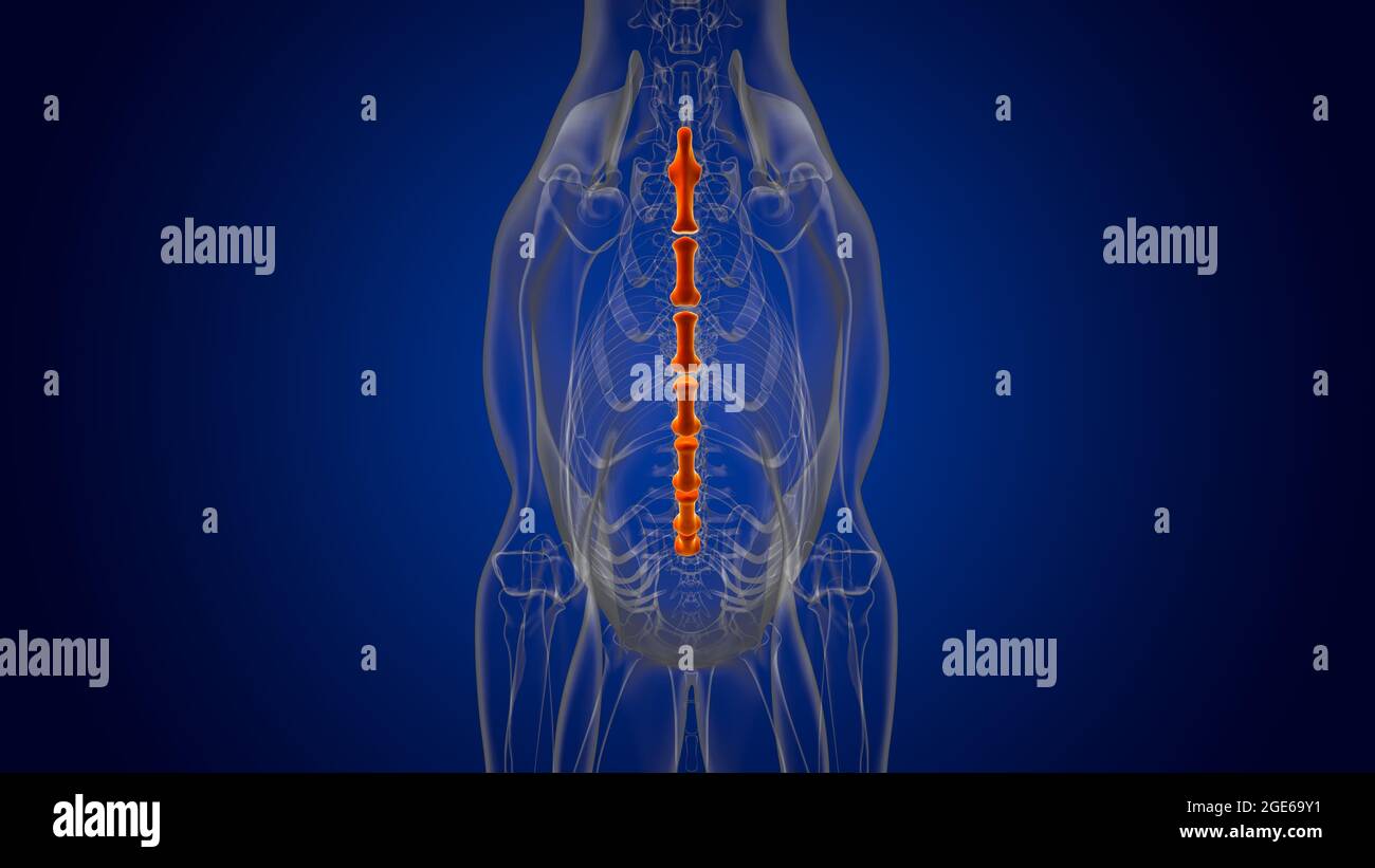 Brustbein Knochen Hund Skelett Anatomie für Medical Concept 3D Illustration  Stockfotografie - Alamy