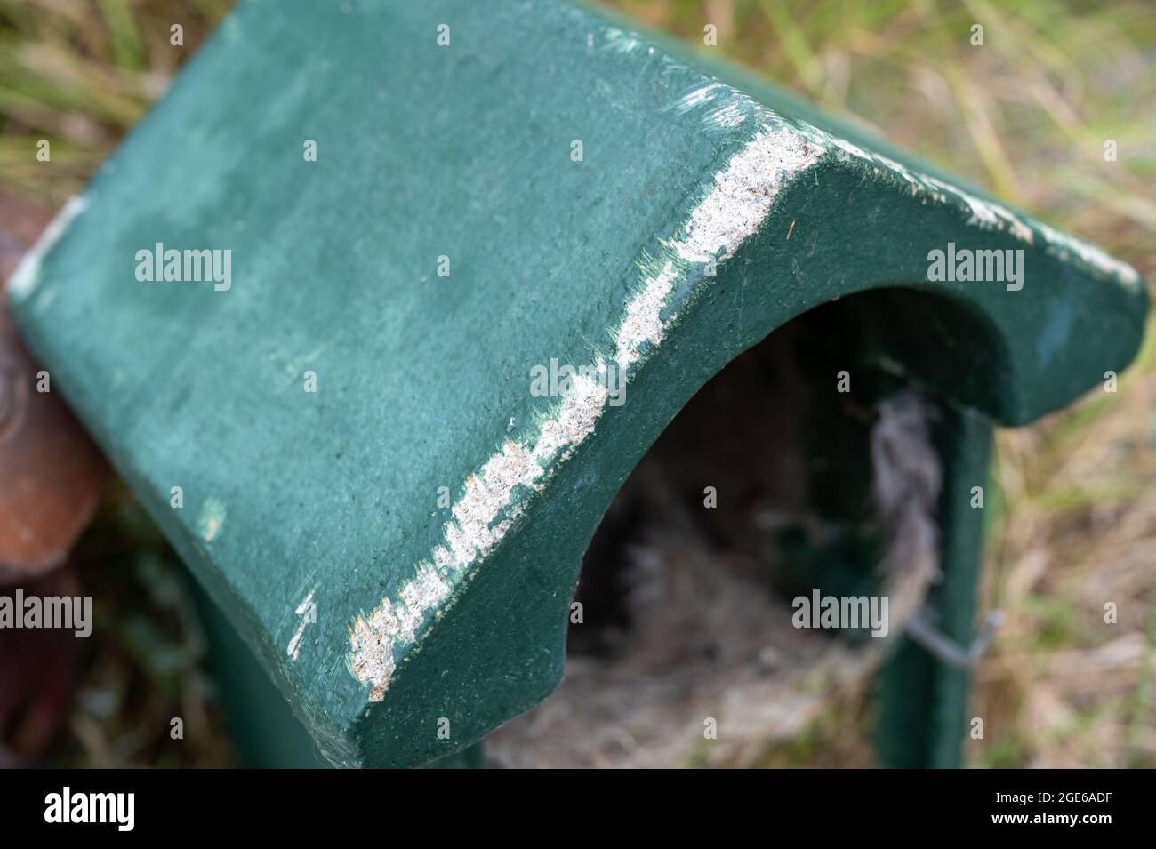 Schäden an der Oberseite eines Vogelnistkastens durch Eichhörnchen, die auf dem Dach kauen. Stockfoto