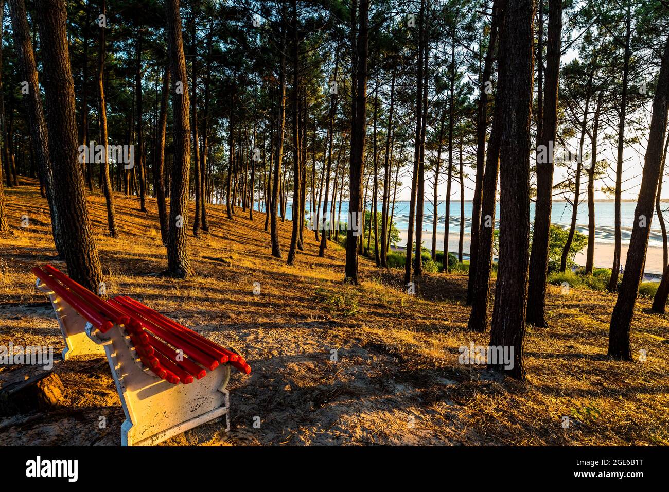 Arcachon (Südwestfrankreich): Sonnenuntergang über der Bucht von Arcachon aus dem Pinienwald des Pereire-Parks mit Baumstämmen und dem Strand „Plage du Pere“ Stockfoto