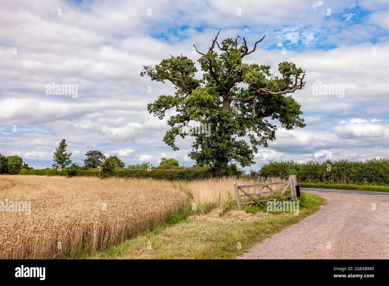 Blick auf Felder, die am Stadtrand von Olney im Borough of Milton Keynes in Buckinghamshire, England, aufrappen. Stockfoto