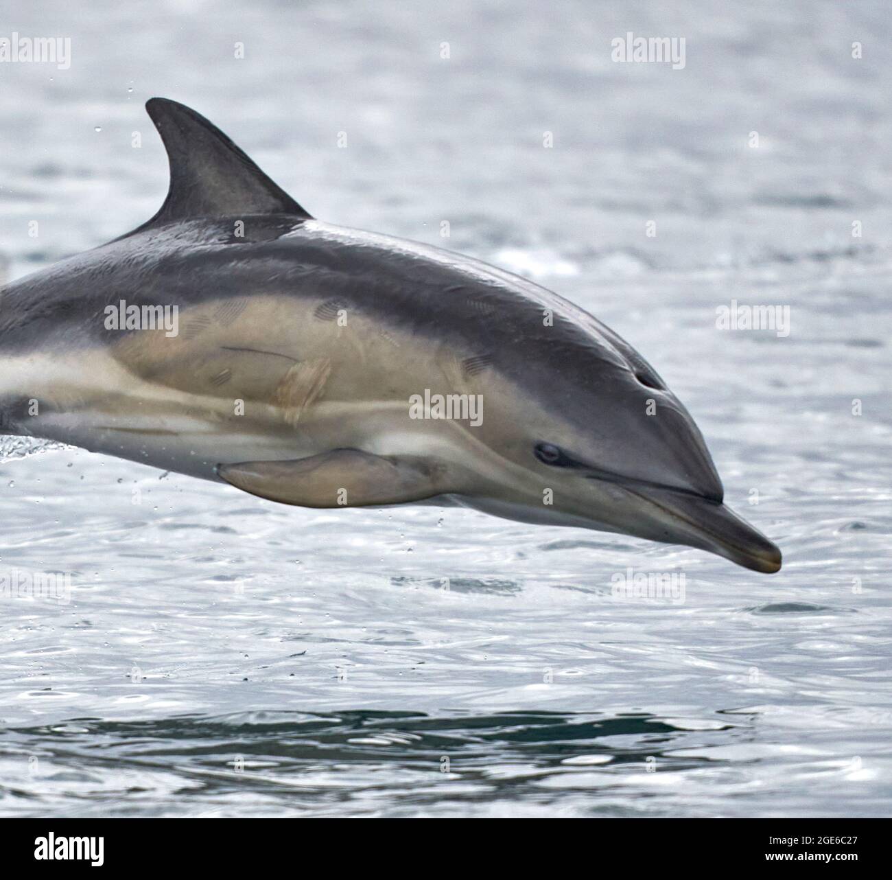 Teleaufnahme eines kurzschnäubigen Delphins in der Luft auf See. Von einem Boot auf dem Weg zu den Shiant Isles in den Hebriden genommen. Stockfoto