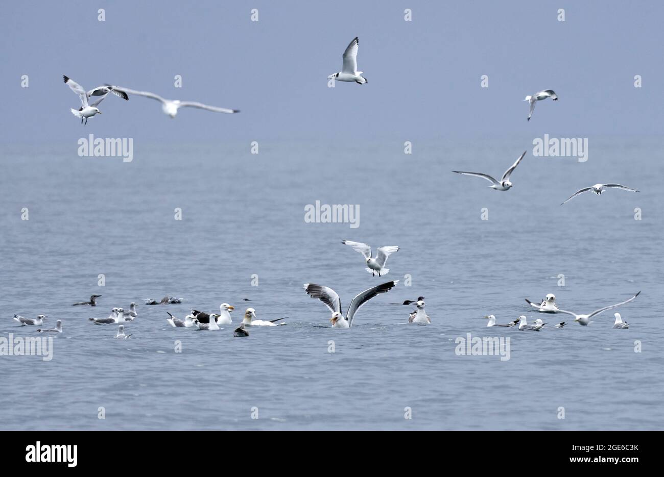Verschiedene Seevögel, darunter Gannet, Schwarzmöwe, Großmöwe, juvenile Kittiwake und Guillemot, die vor den Shiant Islands auf See fressen. Stockfoto