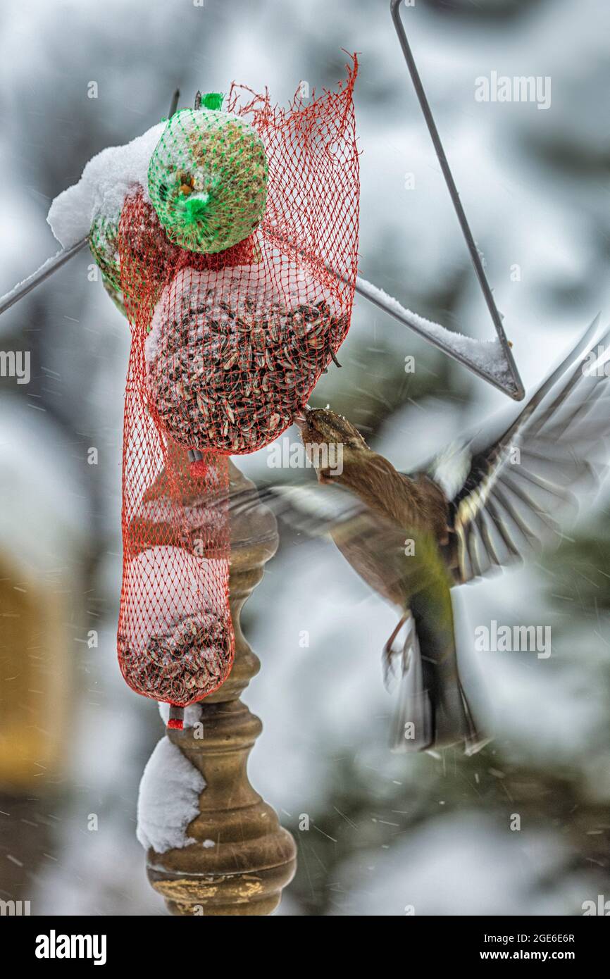 Niederlande, Õs-Graveland, Skulpturengarten De Zanderij. Winter, Schnee. Futterplatz für Vögel. Finch (weiblich). Stockfoto