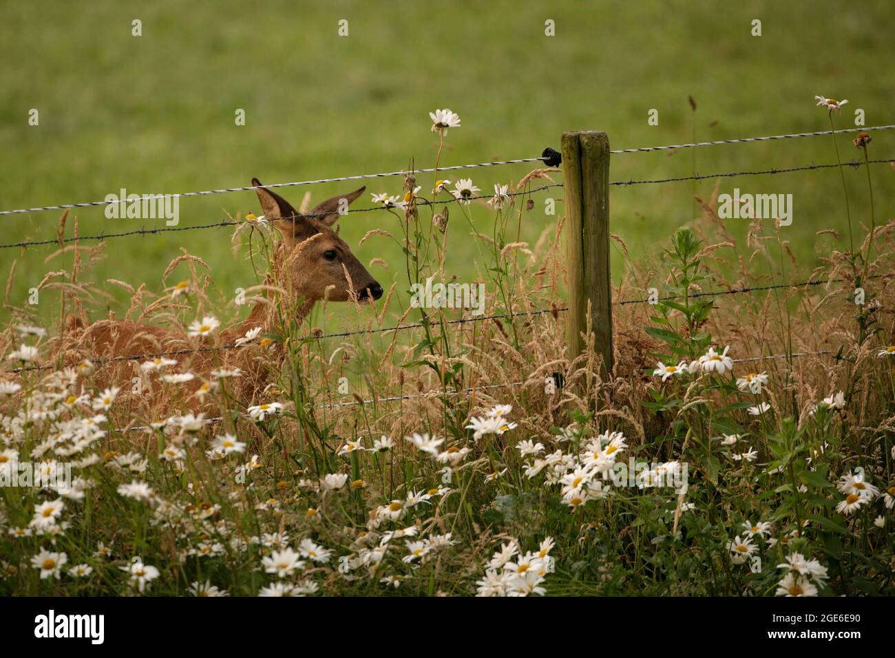 Niederlande, Õs-Graveland, Landgut Hilverbeek. Rehe, Weibchen, Eintritt in den Garten. Stockfoto