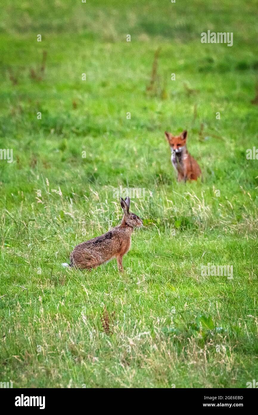 Niederlande, Õs-Graveland, Landgut Hilverbeek. Rotfuchs schaut auf Hasen. Stockfoto
