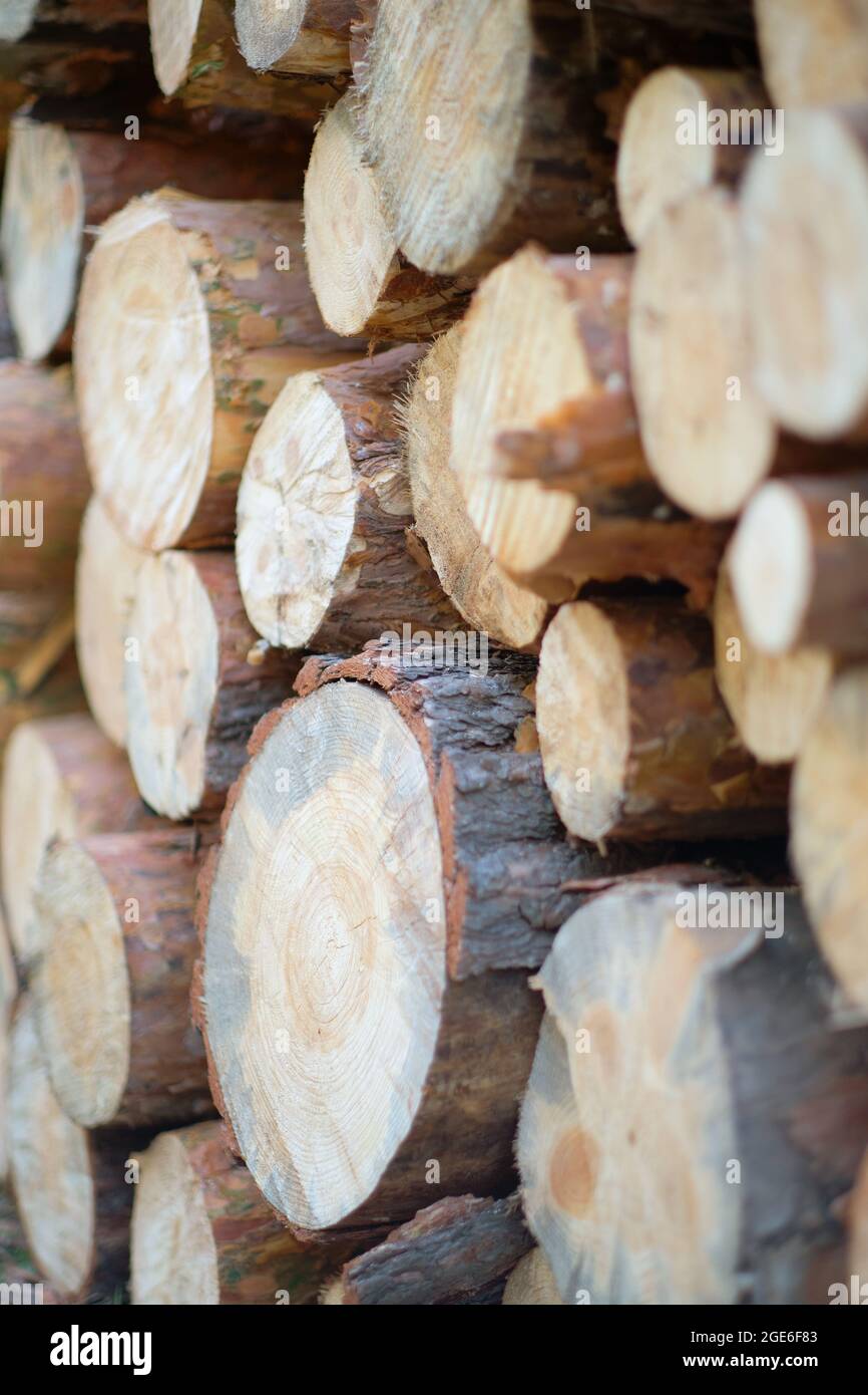 Gesägte Baumstämme aus Kiefernwald, Rundholz, Holzeinschlag. Stockfoto