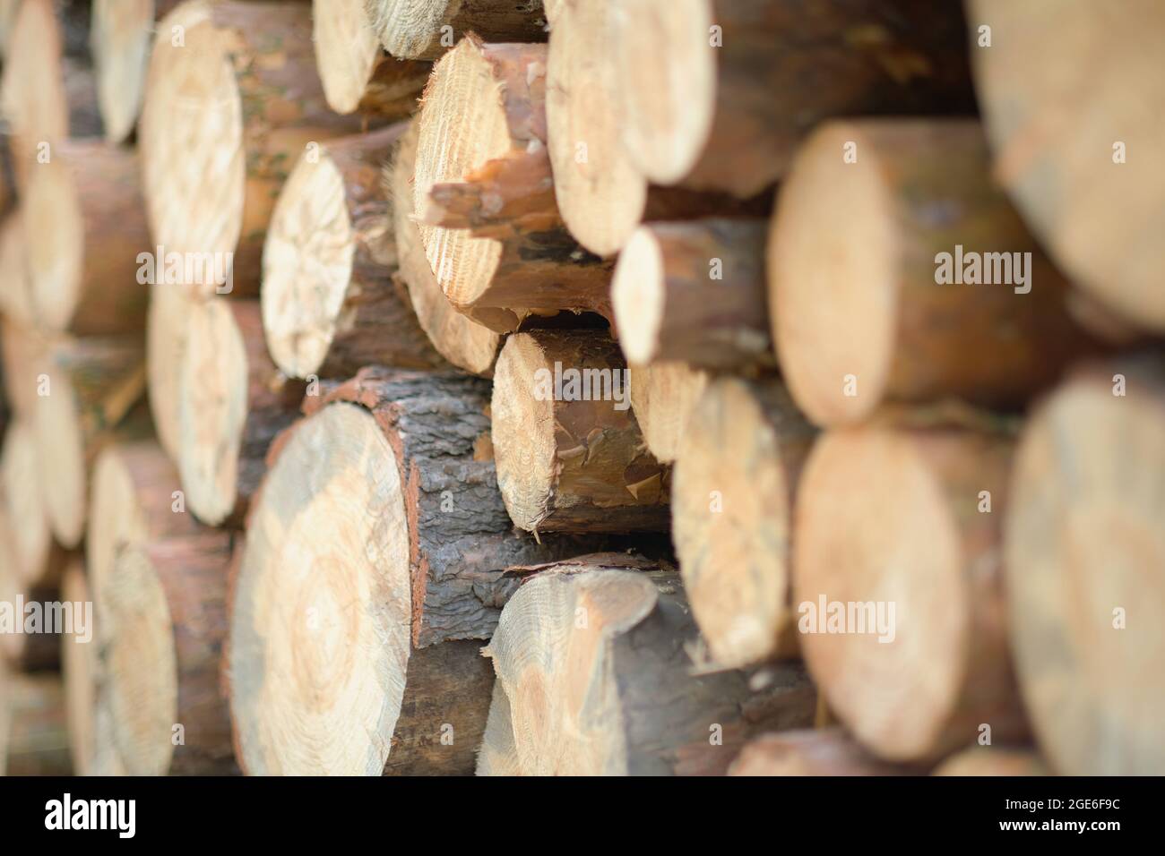 Gesägte Baumstämme aus Kiefernwald, Rundholz, Holzeinschlag. Stockfoto
