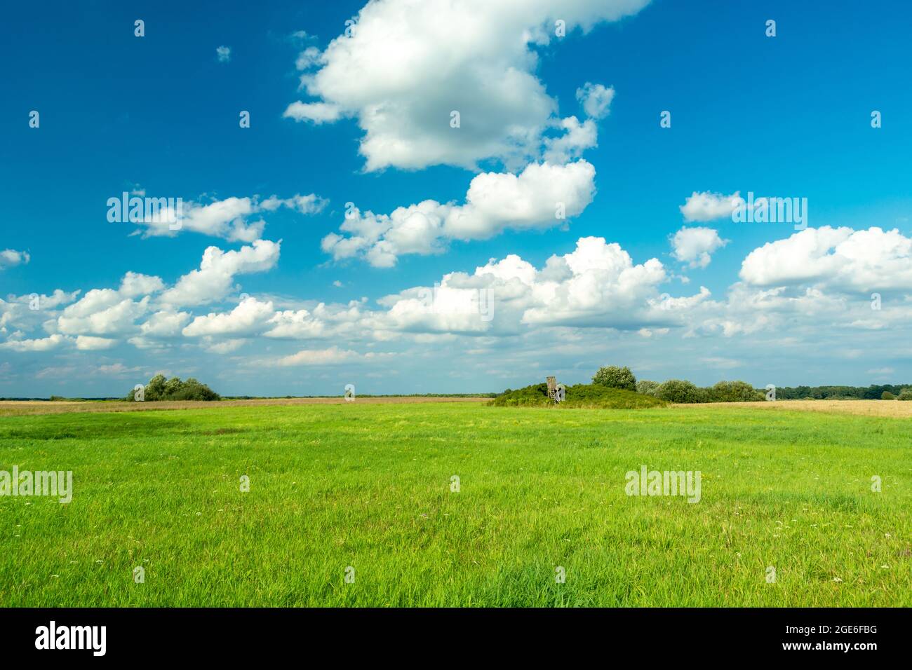 Grüne Wiese und weiße Wolken am blauen Himmel, Czulczyce, Polen Stockfoto
