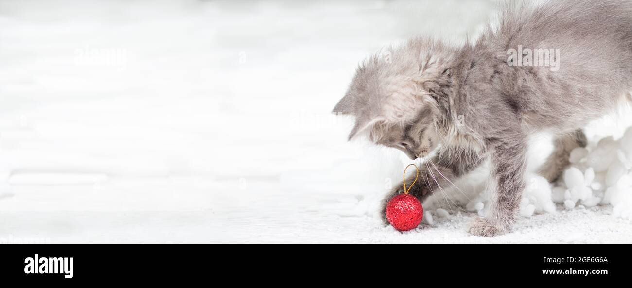 Weihnachtskatzenbanner. Ein kleines graues Kätzchen spielt im Schnee mit einer roten Kugel. Mit Platz für Textkopie. Stockfoto