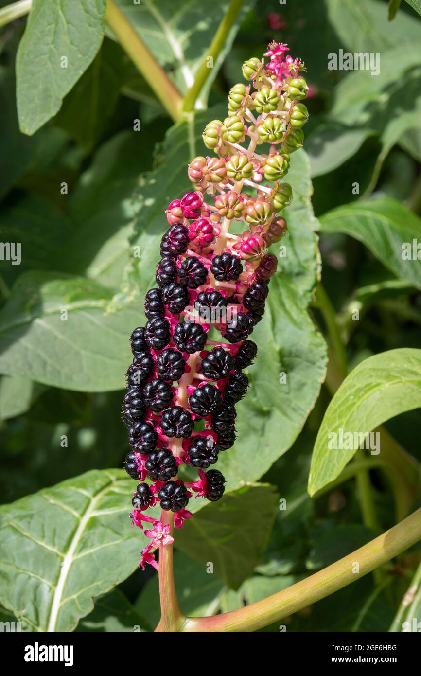 Phytolacca acinosa, indische Pokewamen, Laub und Früchte im Garten Stockfoto
