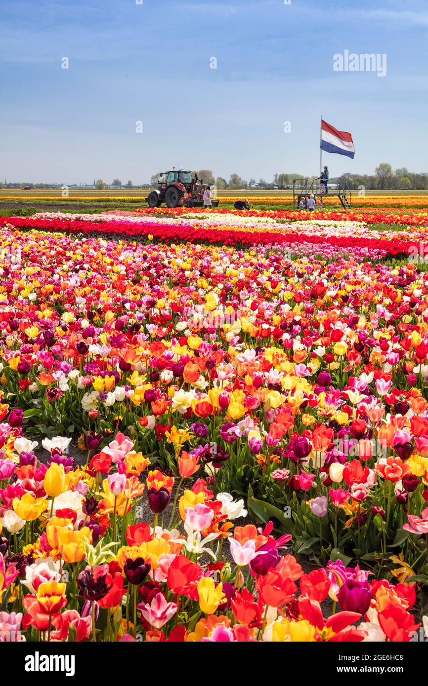 Niederlande, Noordwijkerhout, Tulpen, Tulpenfelder. Niederländische Flagge. Stockfoto