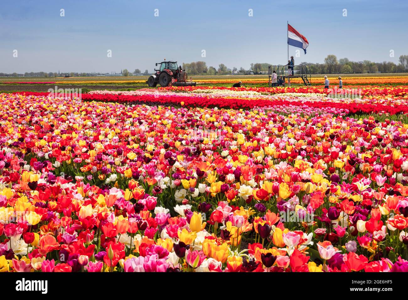 Niederlande, Noordwijkerhout, Tulpen, Tulpenfelder. Niederländische Flagge. Stockfoto