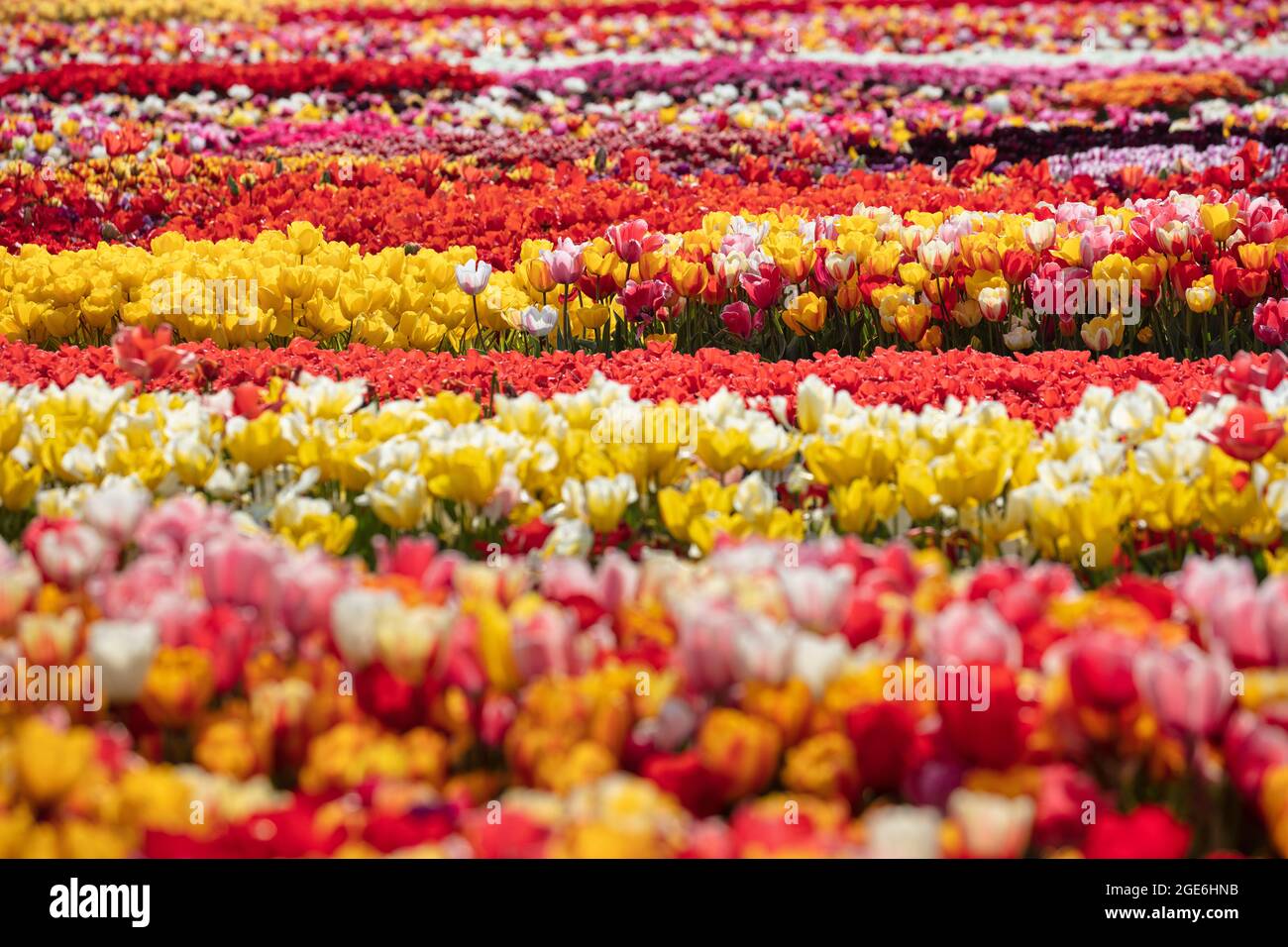 Niederlande, Noordwijkerhout, Tulpen, Tulpenfelder. Stockfoto