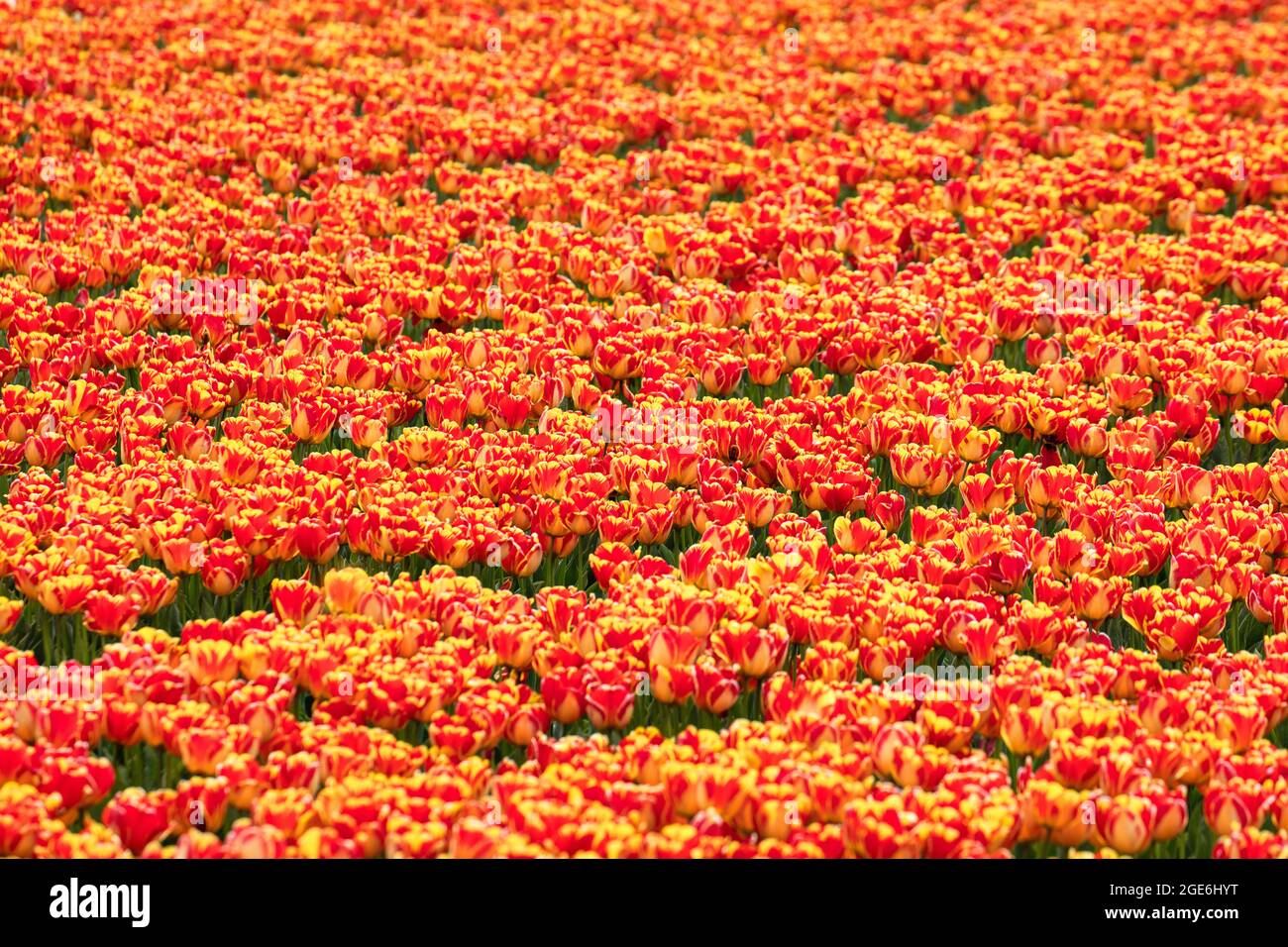 Niederlande, Noordwijkerhout, Tulpen, Tulpenfelder. Stockfoto