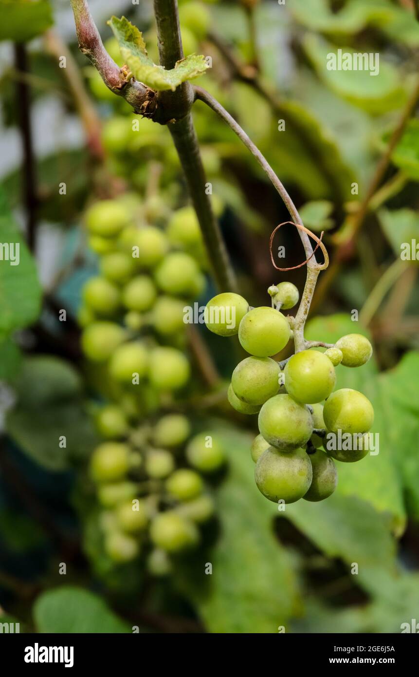 Vitis vinifera, junge unreife grüne Weinrebenpflanze mit Trauben, gemeinsamen Weinrebenblättern, im Garten selbst angebaut Stockfoto