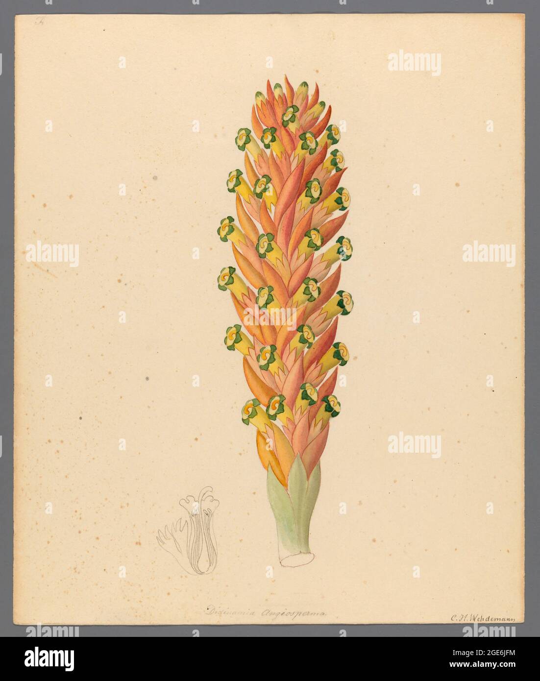 Didinamia angiosperma [Harveya hyobanchoides] aus einer Sammlung von „Zeichnungen von Pflanzen, die in Kapstadt gesammelt wurden“ von Clemenz Heinrich, Wehdemann, 1762-1835 gesammelt und gezeichnet in der Kapkolonie, Südafrika Stockfoto
