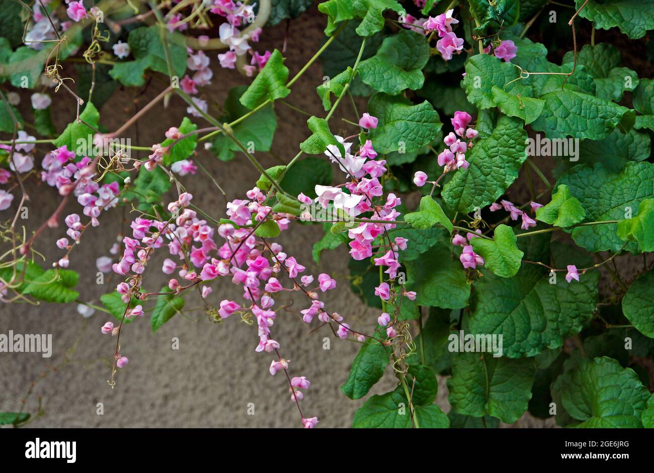 Pinky Coral Vine Flowers (Antigonon leptopus), Diamantina, Brasilien Stockfoto