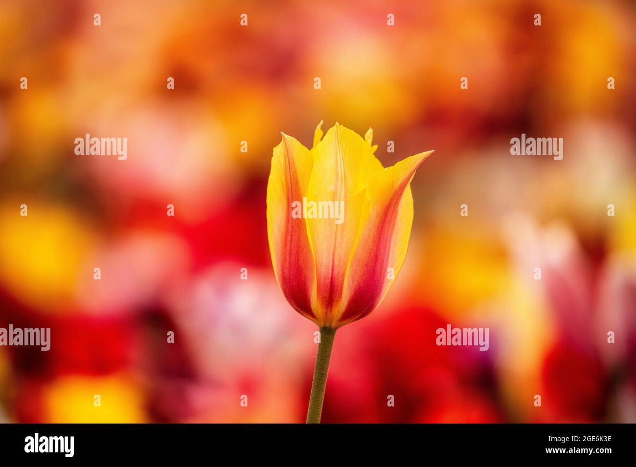 Niederlande, Noordwijkerhout, Tulpen, Tulpenfelder. Stockfoto