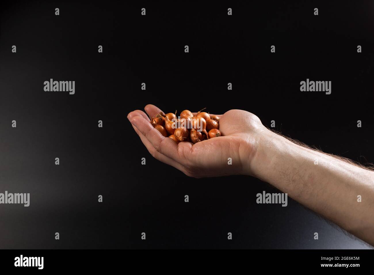 Männliche Hand, die Zwiebelbirnen zum Aussaat hält, Nahaufnahme auf schwarzem Hintergrund. Stockfoto