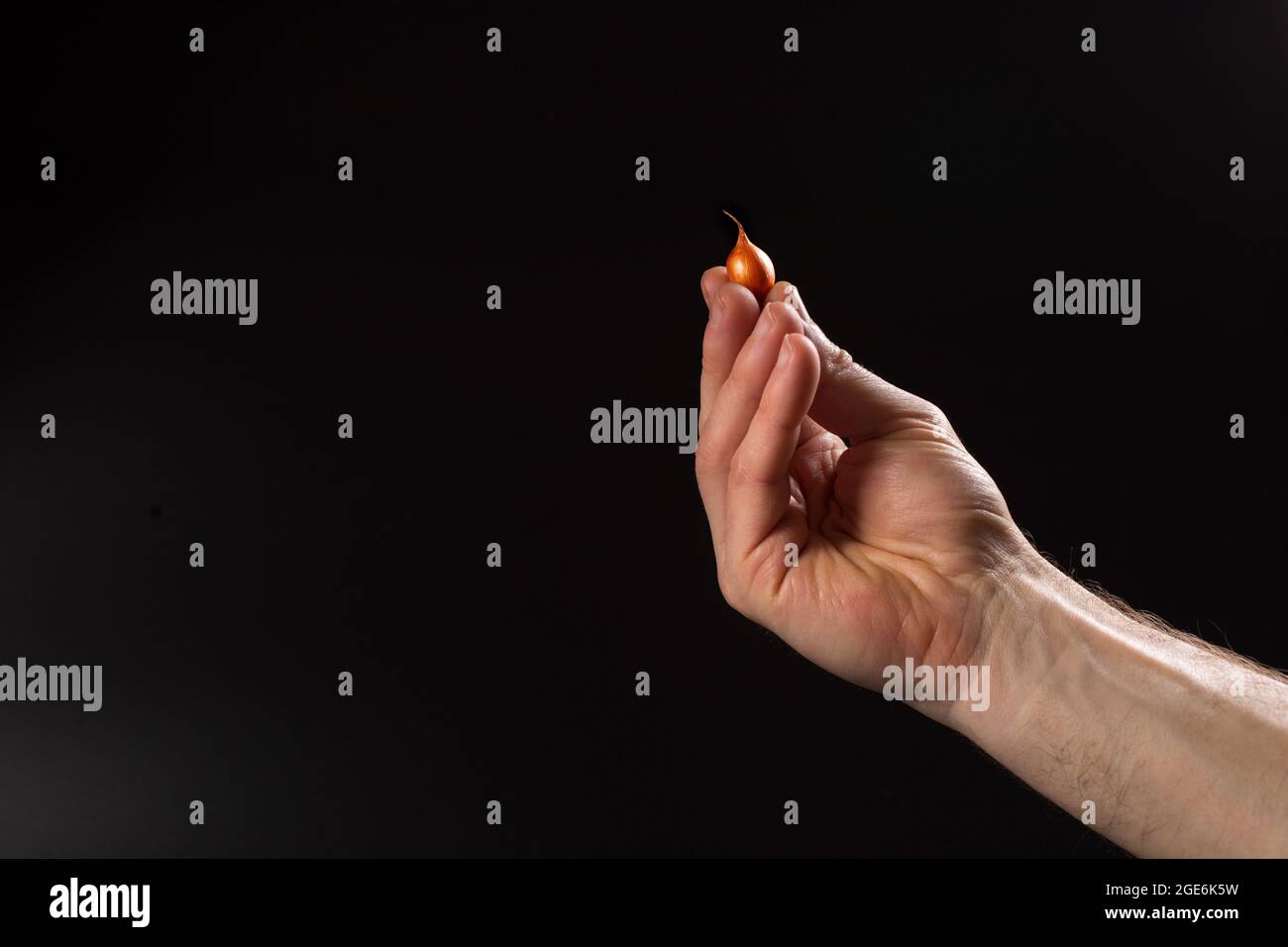 Keimling Zwiebel in der Hand Nahaufnahme, auf schwarzem Hintergrund mit Kopierraum. Stockfoto