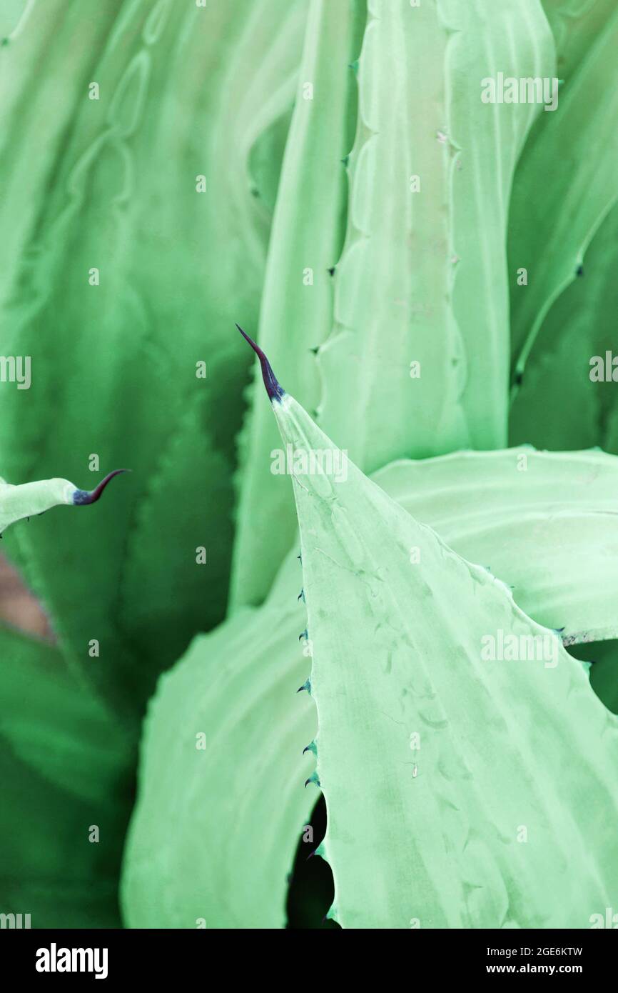 Aloe Vera Pflanze natürlichen Hintergrund. Frische grüne Aloe Vera hinterlässt Textur als Hintergrund. Stockfoto