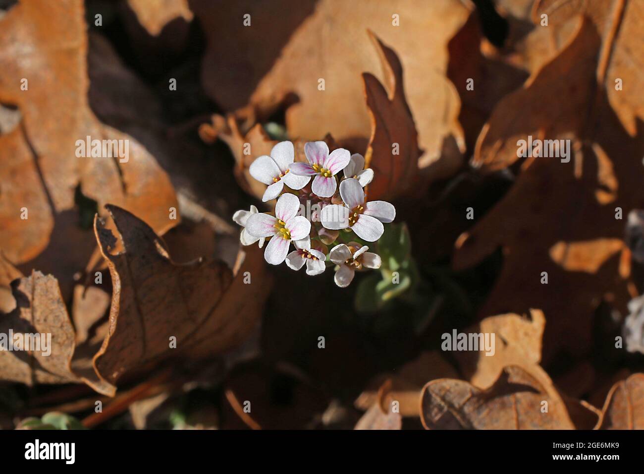 Aethionema saxatile, Brassicaceae. Wildpflanze im Frühjahr geschossen. Stockfoto