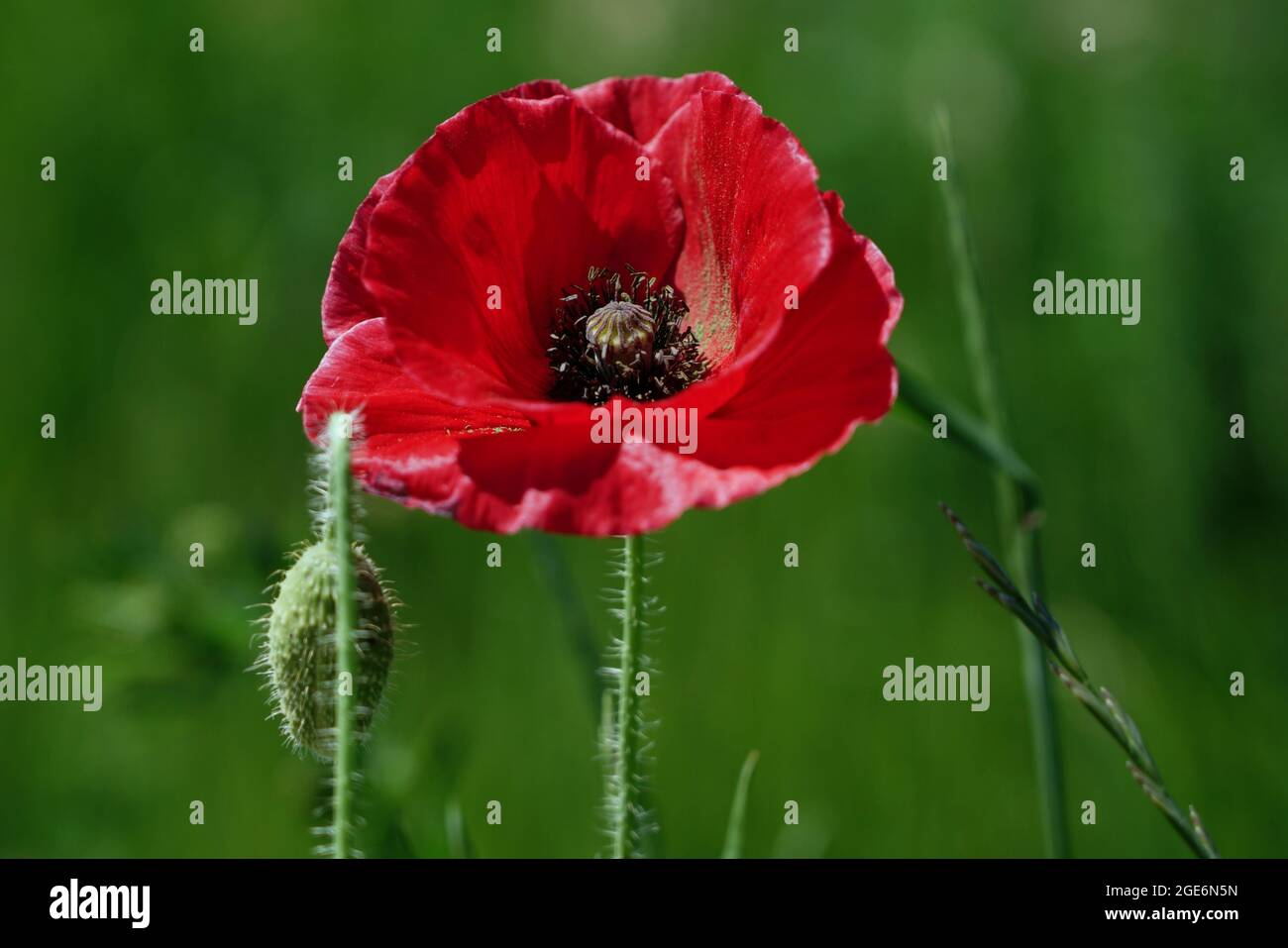 Mohn Makro Stockfoto