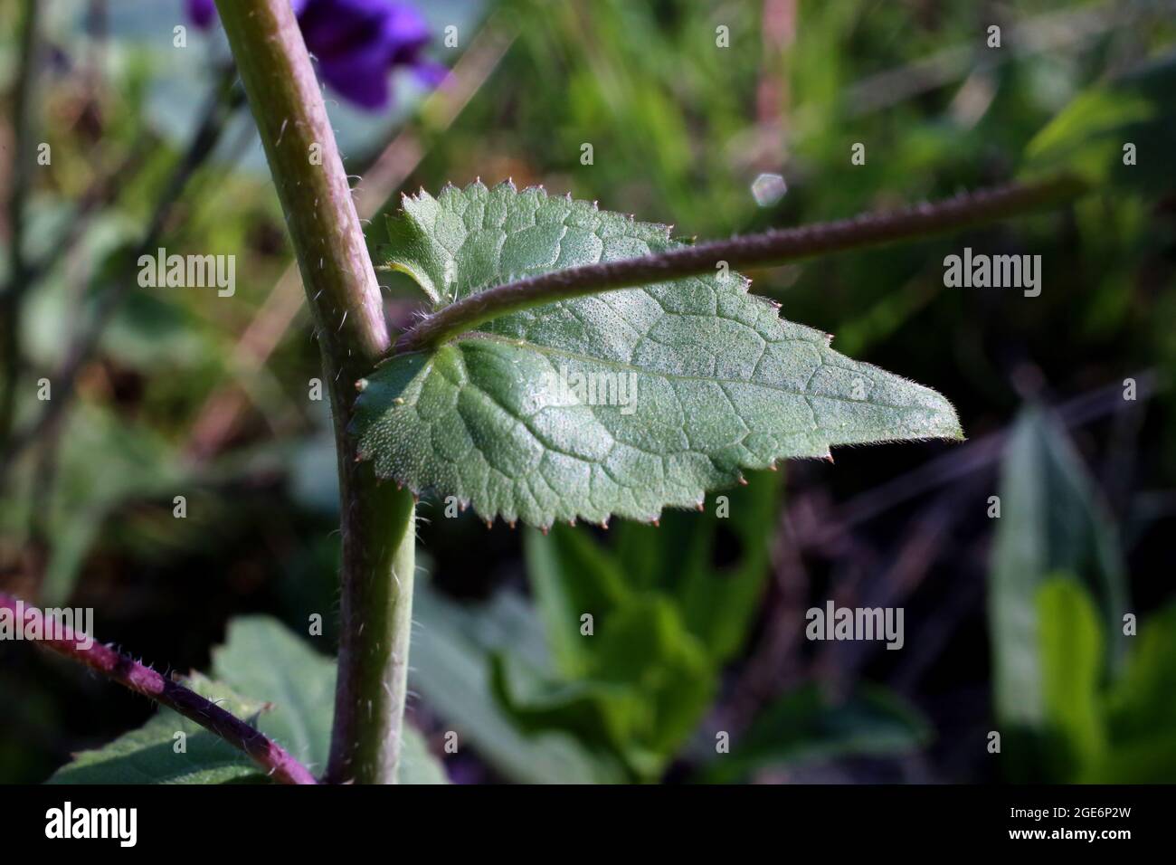 Lunaria annua, Brassicaceae. Wildpflanze im Frühjahr geschossen. Stockfoto