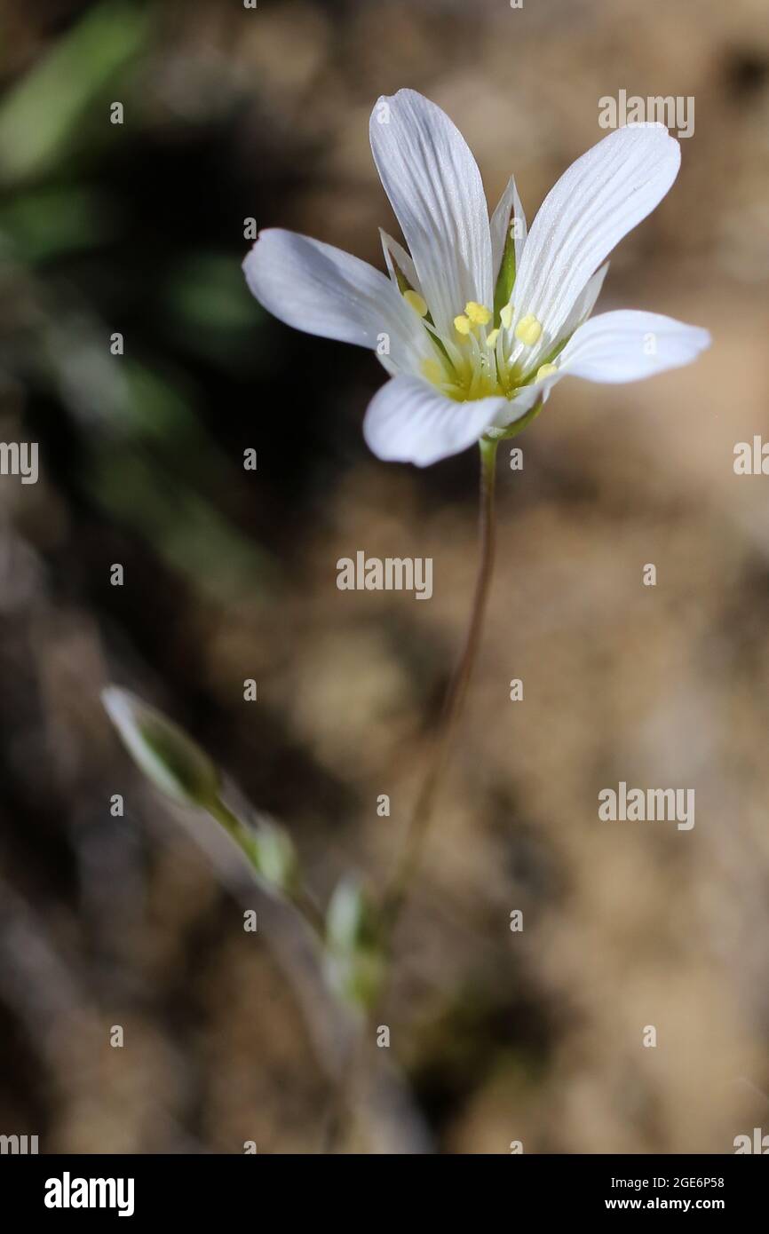 Mantica horni Fotos und Bildmaterial in hoher Auflösung Alamy