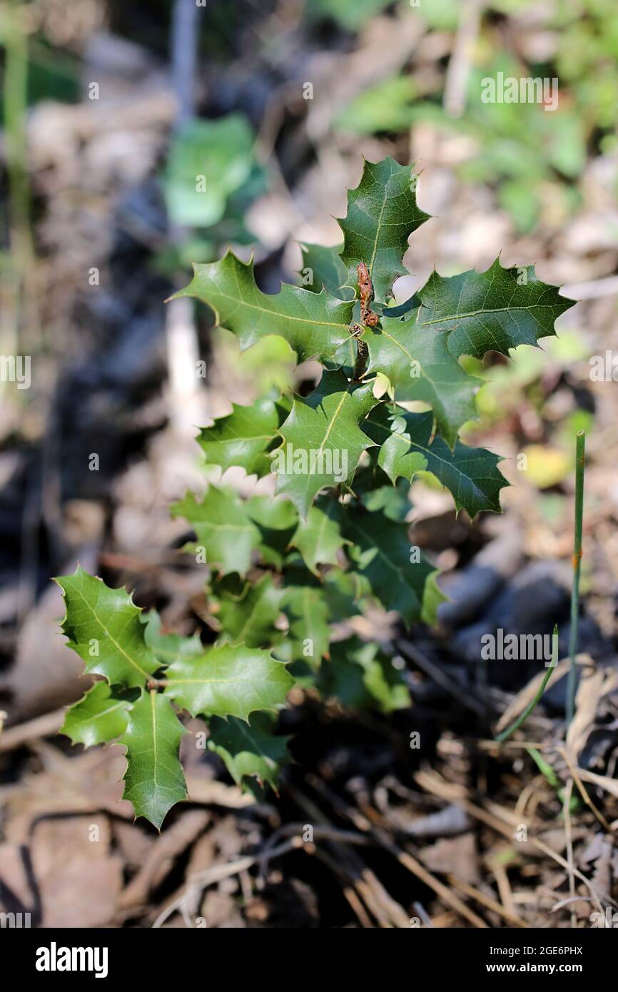 Quercus coccifera, Fagaceae. Wildpflanze im Frühjahr geschossen. Stockfoto