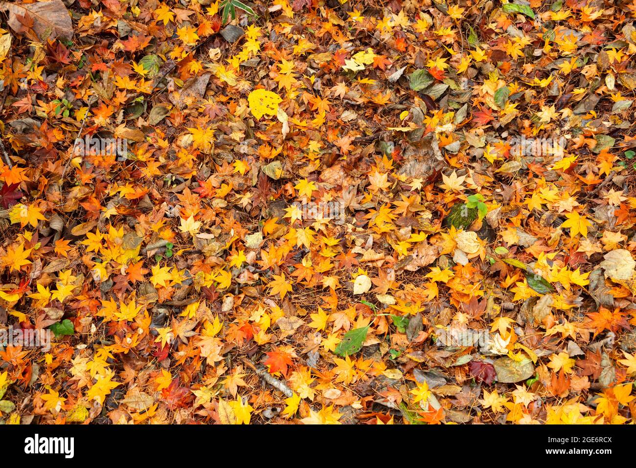 Verfallende Herbstblätter auf dem Boden. Stockfoto