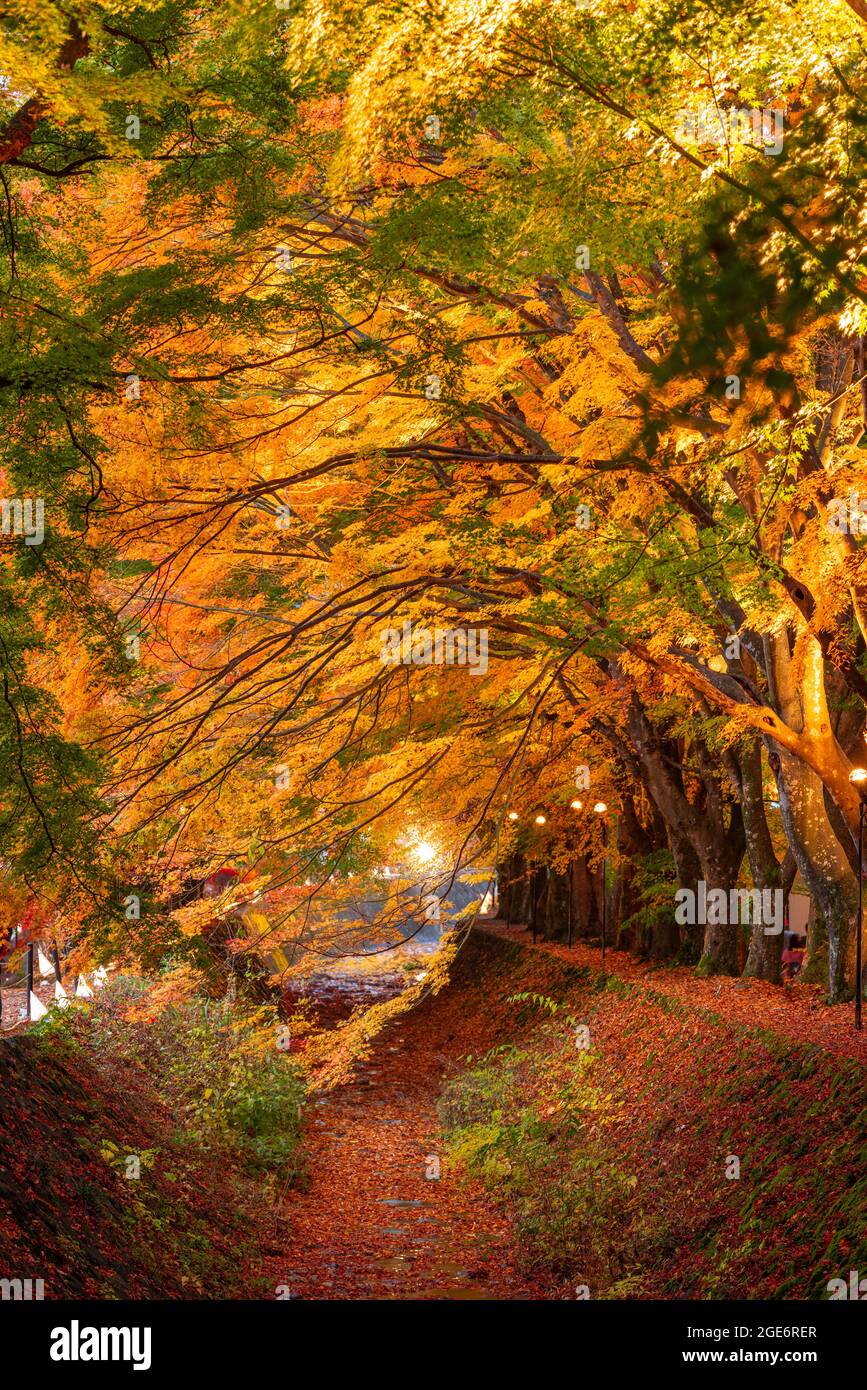 Ahorn-Korridor in der Nähe von Kawaguchi-See und Mt. Fuji, Japan im Herbst. Stockfoto