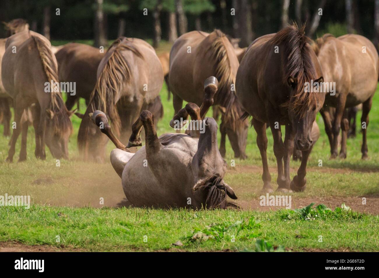 Stute rollt glücklich auf dem Boden, Dülmen Wildponys (auch Dülmener oder Duelmen genannt), im Münsterland, Deutschland Stockfoto