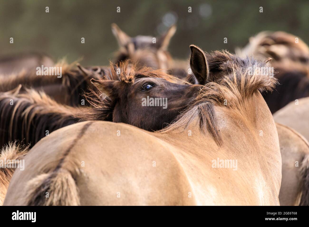 Gegenseitiges Pflegen und sanftes Knabbern des Rückens, Paarbindungsverhalten bei zwei Pferden Stockfoto