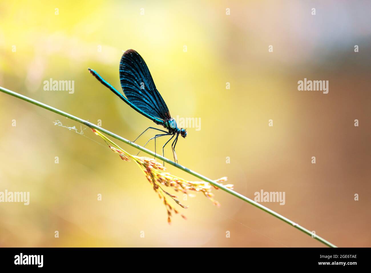 Wunderschöne Naturszene mit Libelle auf grünem Zweig. Makrofotografie Stockfoto