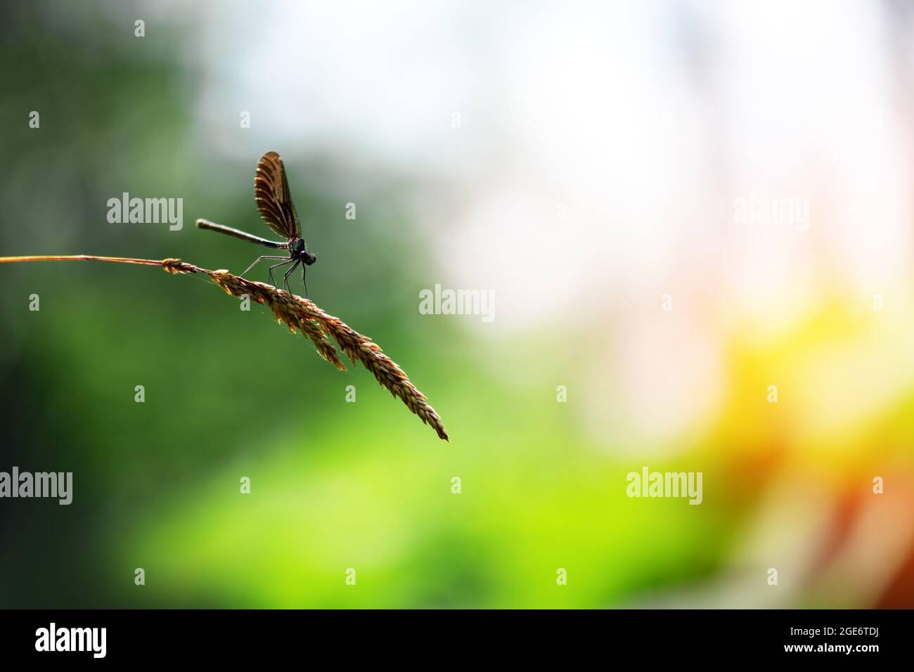 Wunderschöne Naturszene mit Libelle auf grünem Zweig. Makrofotografie Stockfoto