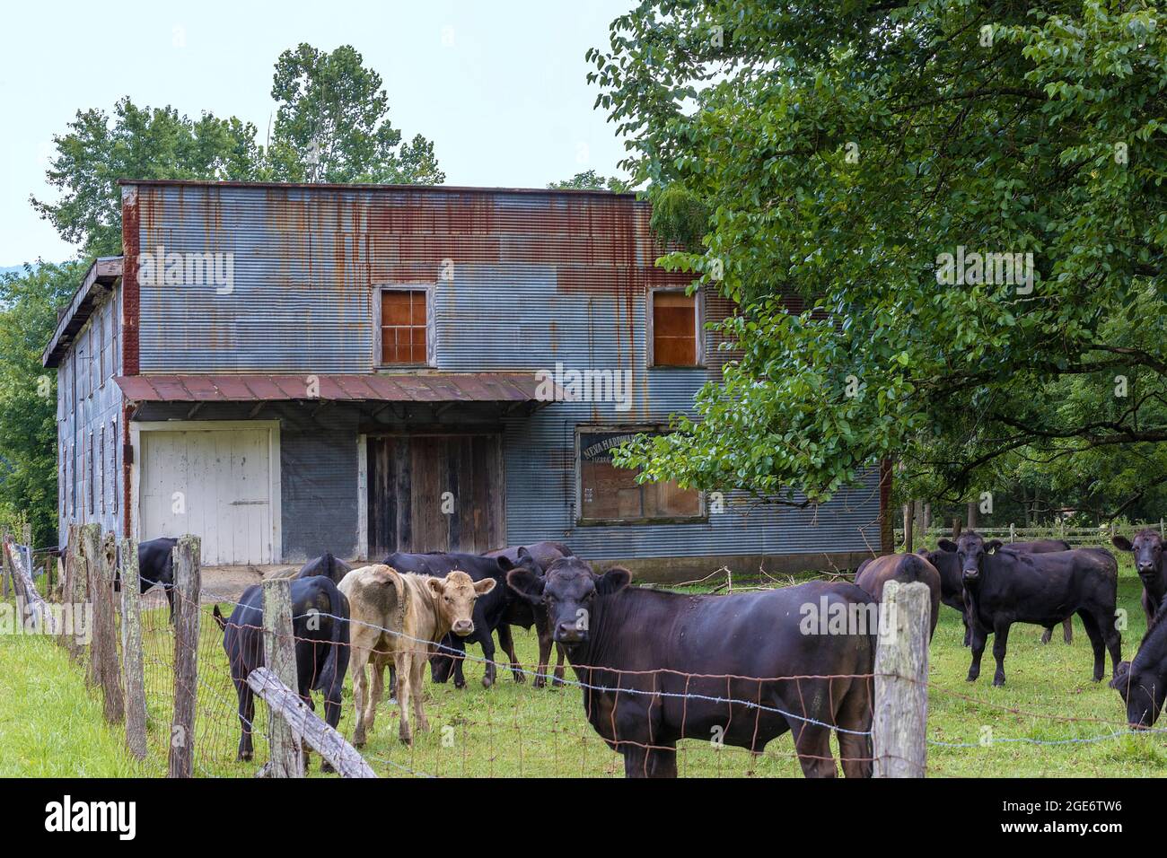 Altes Geschäftsgebäude verfällt auf einer Weide, auf der Rinder im ländlichen Tennessee, USA, gehalten werden Stockfoto